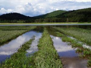Negotova_prihodnost_presihajocega_jezera_Iztok Snoj (diploma)